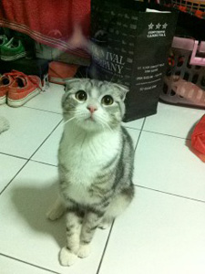 ผีหลอกกก