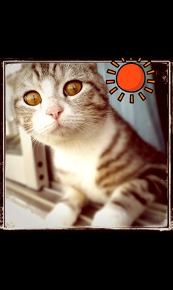 Cymera, App Review, MXPhone
