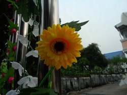 OPPO Find Way