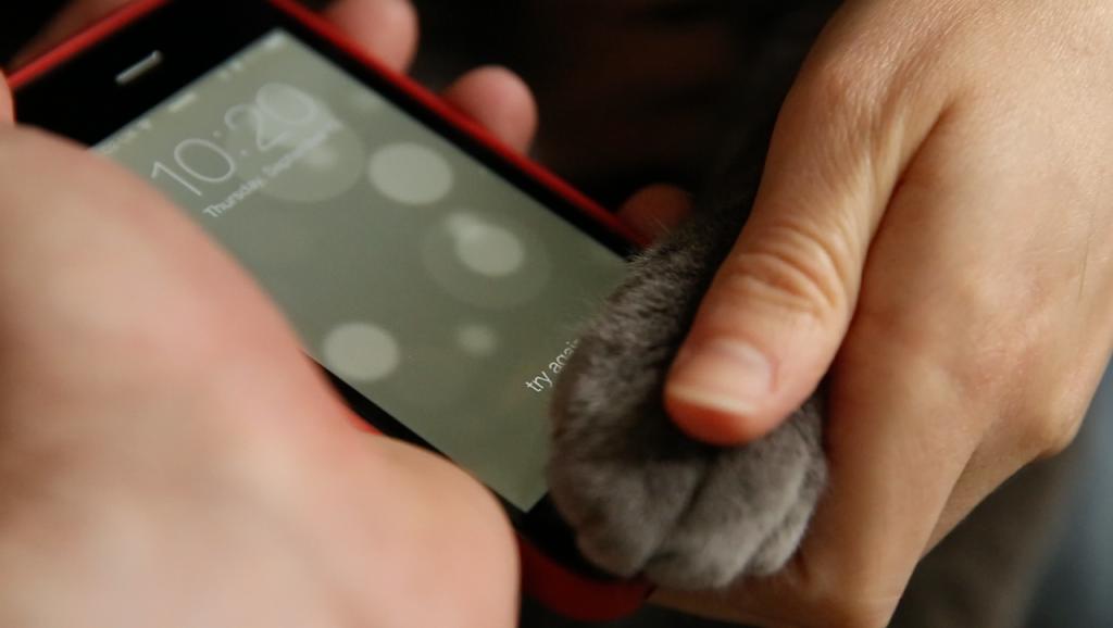 เมี้ยวๆ อันล็อก iPhone 5S ด้วยอุ้งมือแมว