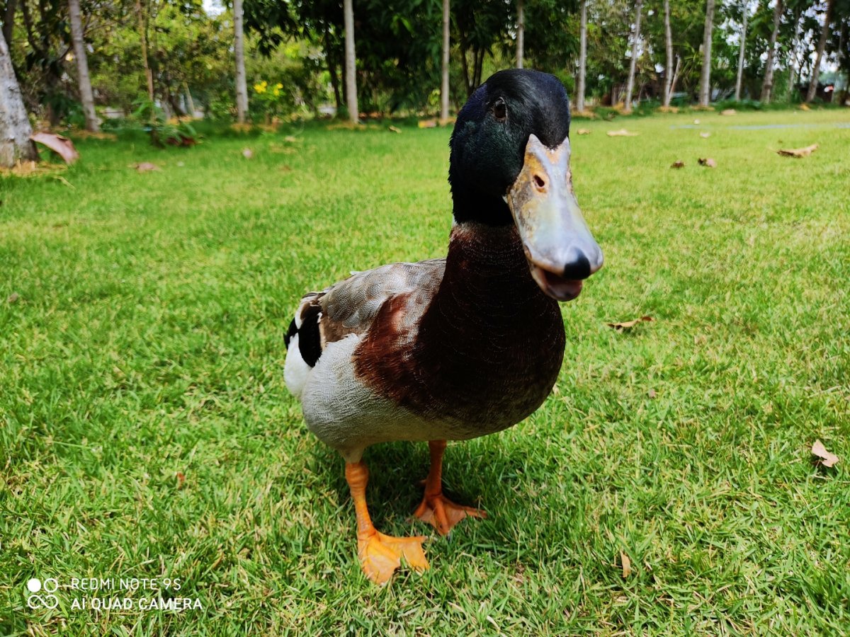 Redmi Note 9S