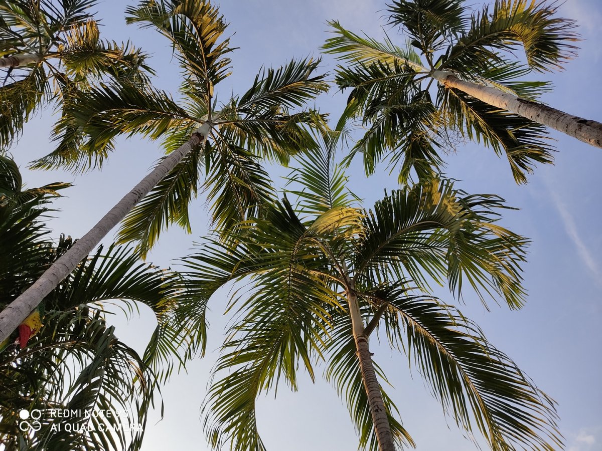 Redmi Note 9S