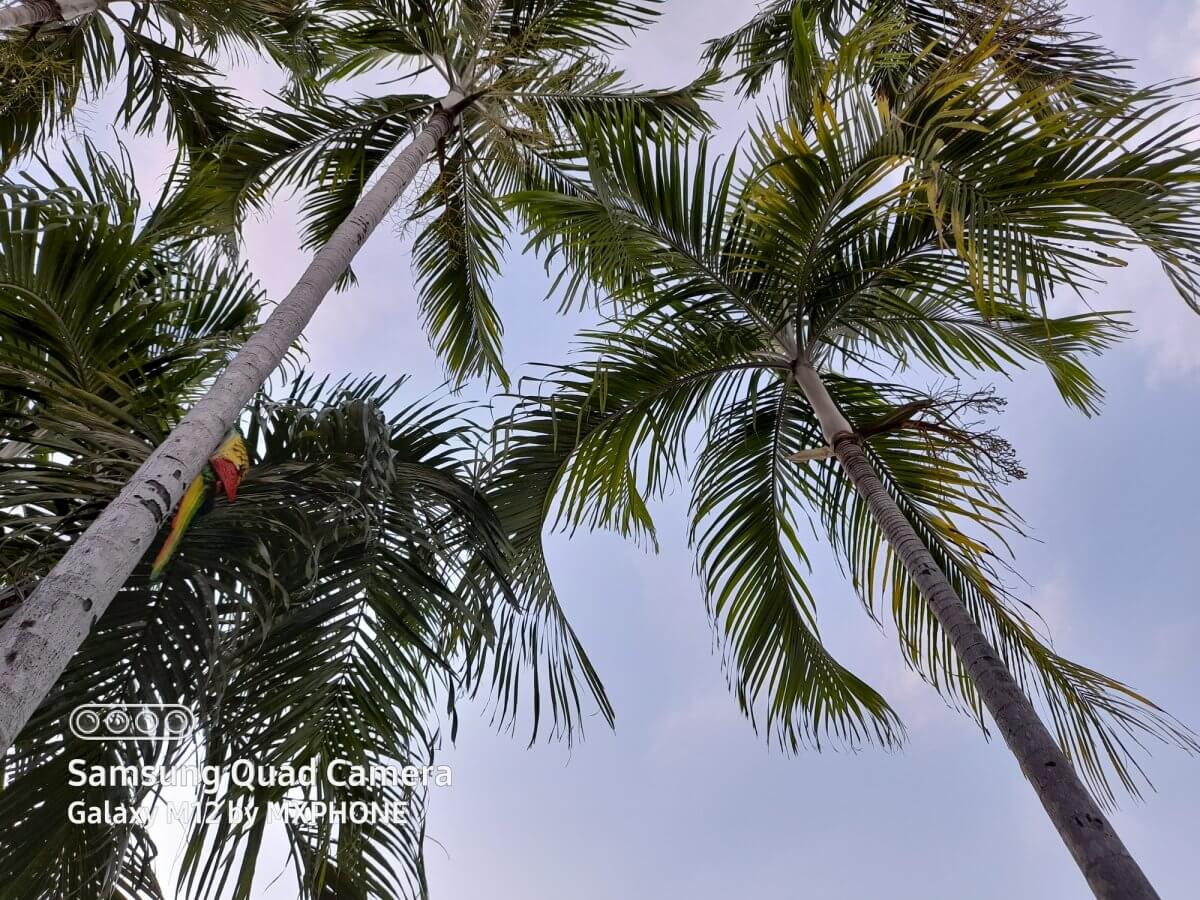 รีวิว Samsung Galaxy M12 มือถือแบตอึด