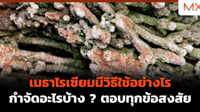 เมธาไรเซียมมีวิธีใช้อย่างไร กำจัดอะไรบ้าง ? ตอบทุกข้อสงสัย