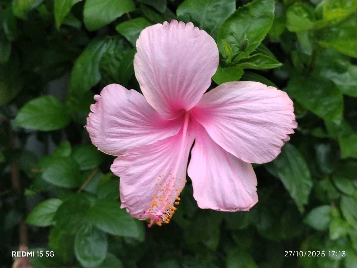 REDMI 15 5G